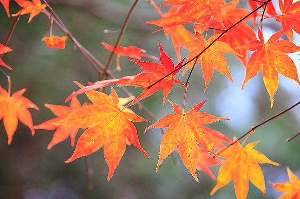 포토 JPG 주간 식물 계절 백그라운드 단풍 잎 자연 단풍나무 나뭇잎 풍경 사람없음 야외 아웃포커스 가을풍경 가을 나뭇가지 국내포토 자연요소 나무 촬영기법 생태계 파일형식 가을_계절