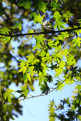 포토 JPG 주간 나무 식물 로우앵글 컬러 백그라운드 단풍 잎 자연 하늘 단풍나무 나뭇잎 풍경 사람없음 야외 아웃포커스 초록색 나뭇가지 푸른숲 국내포토 자연요소 뷰포인트 촬영기법 숲 생태계 파일형식