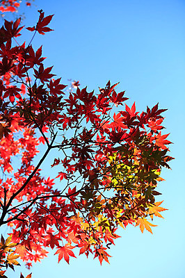 포토 JPG 주간 식물 계절 백그라운드 단풍 잎 자연 하늘 단풍나무 나뭇잎 풍경 사람없음 야외 아웃포커스 가을풍경 가을 나뭇가지 국내포토 자연요소 나무 촬영기법 생태계 파일형식 가을_계절