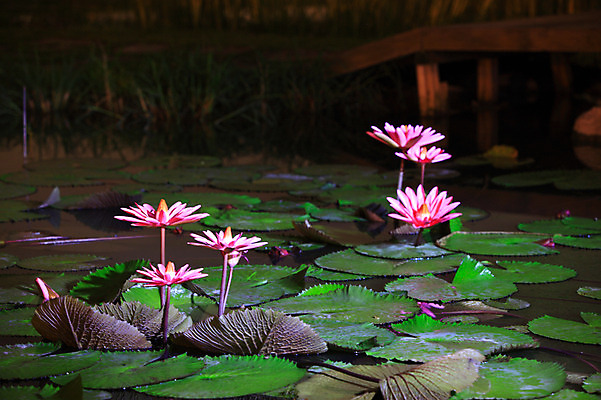포토 JPG 식물 꽃 화초 호수 분홍색 컬러 여러송이 잎 자연 연꽃 사람없음 야외 물 정원 연못 수중식물 연잎 국내포토 자연요소 다수 생태계 파일형식