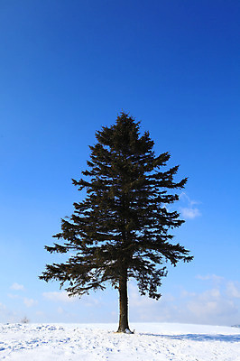 포토 JPG 주간 나무 식물 구름 계절 설경 겨울 자연 하늘 한그루 그림자 풍경 사람없음 야외 설원 맑음 눈 국내포토 자연요소 1 날씨 눈_날씨 생태계 파일형식