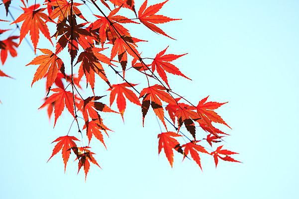 포토 JPG 주간 식물 계절 백그라운드 단풍 잎 자연 하늘 단풍나무 나뭇잎 풍경 사람없음 야외 아웃포커스 가을풍경 가을 나뭇가지 국내포토 자연요소 나무 촬영기법 생태계 파일형식 가을_계절