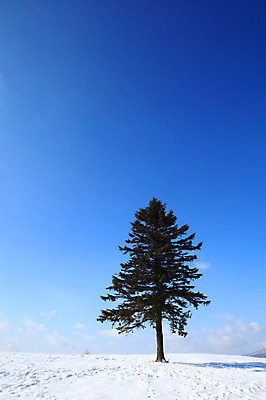 포토 JPG 주간 나무 식물 구름 계절 설경 겨울 자연 하늘 한그루 그림자 풍경 사람없음 야외 설원 맑음 눈 국내포토 자연요소 1 날씨 눈_날씨 생태계 파일형식