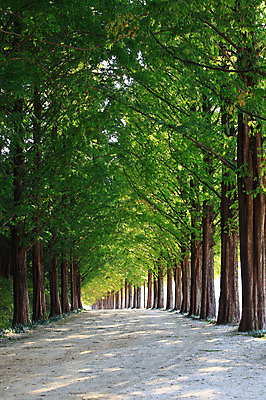 포토 JPG 주간 나무 식물 도로 길 자연 한국 풍경 사람없음 야외 산책로 원근감 숲속 숲 그늘 전라도 전라남도 가로수 숲길 담양 메타세콰이어 메타세콰이어길 휴양림 국내포토 자연요소 아시아 뷰포인트 교통시설 생태계 파일형식