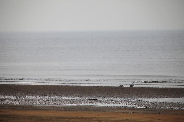 포토 JPG 주간 동물 물결 파도 바다 자연 갈매기 조류 한국 풍경 해변 사람없음 야외 모래사장 충청남도 충청도 태안 몽산포 서해 서해안 국내포토 자연요소 아시아 생태계 파일형식