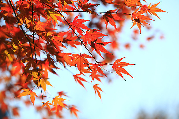 포토 JPG 주간 식물 계절 백그라운드 단풍 잎 자연 하늘 단풍나무 나뭇잎 풍경 사람없음 야외 아웃포커스 가을풍경 가을 나뭇가지 국내포토 자연요소 나무 촬영기법 생태계 파일형식 가을_계절