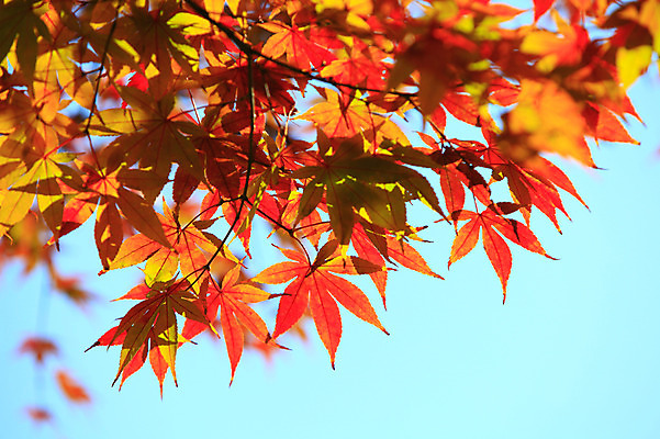 포토 JPG 주간 식물 계절 백그라운드 단풍 잎 자연 하늘 단풍나무 나뭇잎 풍경 사람없음 야외 아웃포커스 가을풍경 가을 나뭇가지 국내포토 자연요소 나무 촬영기법 생태계 파일형식 가을_계절