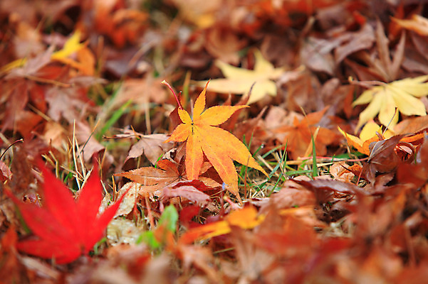 포토 JPG 주간 식물 계절 백그라운드 단풍 낙엽 잎 자연 나뭇잎 풍경 사람없음 야외 아웃포커스 가을풍경 가을 풀 국내포토 자연요소 촬영기법 생태계 파일형식 가을_계절