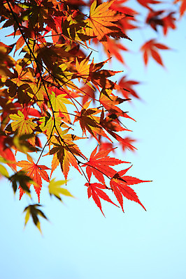 포토 JPG 주간 식물 계절 백그라운드 단풍 잎 자연 하늘 단풍나무 나뭇잎 풍경 사람없음 야외 아웃포커스 가을풍경 가을 나뭇가지 국내포토 자연요소 나무 촬영기법 생태계 파일형식 가을_계절