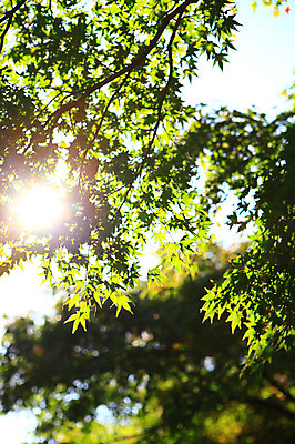 포토 JPG 주간 나무 식물 로우앵글 컬러 백그라운드 단풍 잎 자연 단풍나무 나뭇잎 풍경 사람없음 야외 아웃포커스 초록색 빛 햇빛 태양 나뭇가지 푸른숲 국내포토 자연요소 뷰포인트 촬영기법 숲 생태계 파일형식