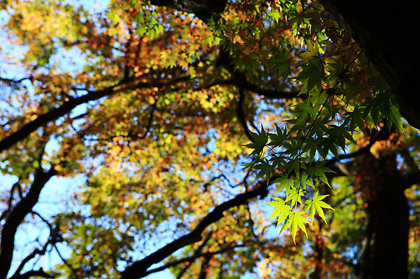포토 JPG 주간 나무 식물 계절 로우앵글 백그라운드 단풍 잎 자연 단풍나무 나뭇잎 풍경 사람없음 야외 아웃포커스 가을풍경 가을 국내포토 자연요소 뷰포인트 촬영기법 생태계 파일형식 가을_계절
