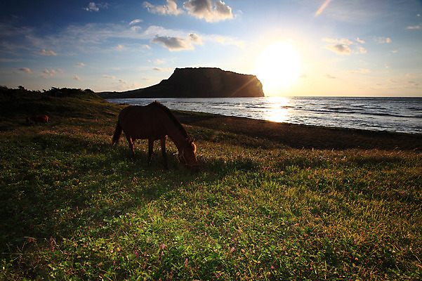 포토 JPG 동물 구름 실루엣 바다 섬 두마리 포유류 자연현상 자연 하늘 초식동물 한국 풍경 초원 해변 사람없음 야외 햇빛 태양 제주도 일출 노을 일몰 목초지 말_동물 방목 성산일출봉 광치기해변 국내포토 자연요소 아시아 2 촬영기법 목장 축산업 생태계 서귀포 파일형식 초원_자연
