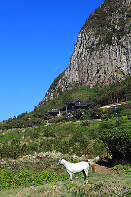포토 JPG 주간 나무 식물 동물 건축물 고건축 두마리 자연 하늘 바위산 산 한국 풍경 사람없음 야외 건물 제주도 맑음 가축 말_동물 방목 산방산 국내포토 자연요소 건축 아시아 2 포유류 날씨 축산업 돌산 생태계 파일형식