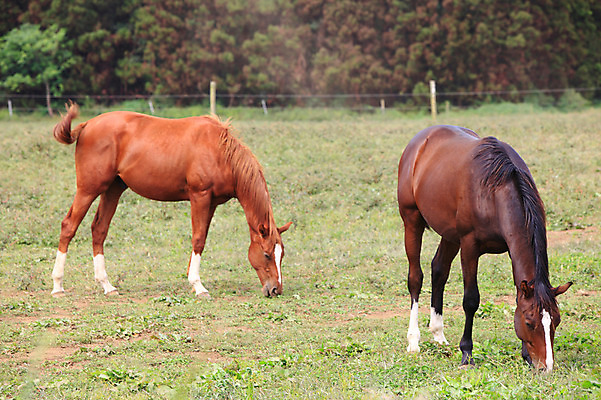 포토 JPG 주간 나무 식물 동물 척추동물 육지동물 두마리 포유류 초식동물 초원 사람없음 야외 아웃포커스 울타리 제주도 가축 목초지 목장 말_동물 먹이 방목 먹기 국내포토 자연요소 2 모션 한국 촬영기법 담장 축산업 파일형식 초원_자연