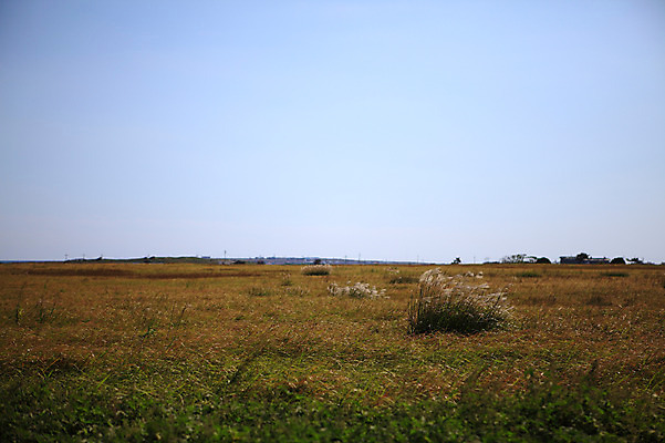포토 JPG 주간 식물 자연 하늘 한국 갈대 풍경 초원 사람없음 야외 제주도 풀 갈대밭 갈대숲 국내포토 자연요소 아시아 숲 생태계 파일형식 갈대_식물