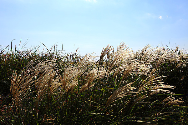 포토 JPG 주간 식물 구름 자연 하늘 한국 갈대 풍경 사람없음 야외 제주도 풀 갈대밭 갈대숲 국내포토 자연요소 아시아 숲 생태계 파일형식 갈대_식물