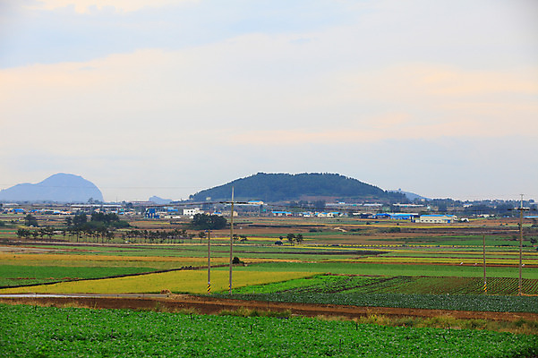 포토 JPG 주간 나무 식물 구름 밭 농업 하늘 산 한국 논 풍경 사람없음 야외 제주도 농경지 마을 농사 농촌 전봇대 국내포토 자연요소 공공시설 산업 아시아 농장 시골 파일형식