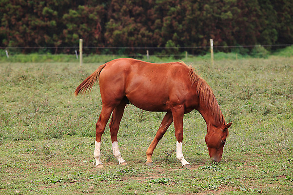 포토 JPG 주간 나무 식물 동물 척추동물 한마리 육지동물 포유류 초식동물 초원 사람없음 야외 울타리 제주도 가축 목초지 목장 말_동물 먹이 방목 먹기 국내포토 자연요소 1 모션 한국 담장 축산업 파일형식 초원_자연