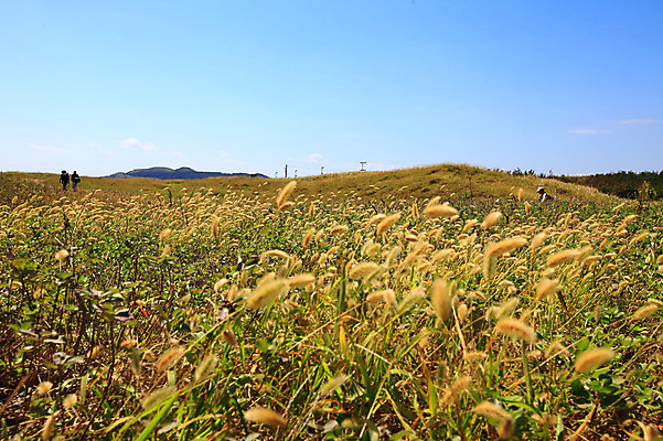 포토 JPG 주간 식물 구름 자연 하늘 레저 산 한국 사람 풍경 초원 야외 세명 제주도 트래킹 풀 언덕 강아지풀 국내포토 자연요소 아시아 생태계 한해살이풀 파일형식