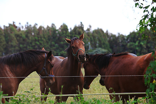 포토 JPG 주간 나무 식물 동물 척추동물 육지동물 포유류 초식동물 세마리 초원 사람없음 야외 아웃포커스 울타리 제주도 가축 목초지 목장 말_동물 풀 축산업 방목 국내포토 자연요소 산업 한국 촬영기법 3 담장 파일형식 초원_자연