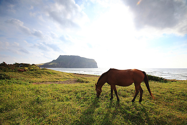 포토 JPG 동물 구름 바다 섬 두마리 포유류 자연 하늘 초식동물 한국 풍경 초원 해변 사람없음 야외 제주도 목초지 말_동물 방목 성산일출봉 광치기해변 국내포토 자연요소 아시아 2 목장 축산업 생태계 서귀포 파일형식 초원_자연
