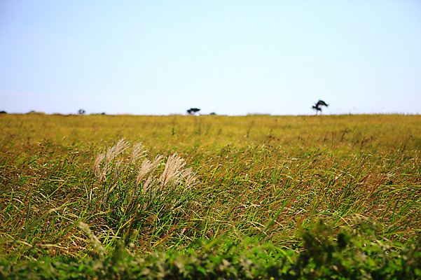 포토 JPG 주간 식물 자연 하늘 한국 갈대 풍경 초원 사람없음 야외 아웃포커스 제주도 풀 갈대밭 갈대숲 국내포토 자연요소 아시아 촬영기법 숲 생태계 파일형식 갈대_식물