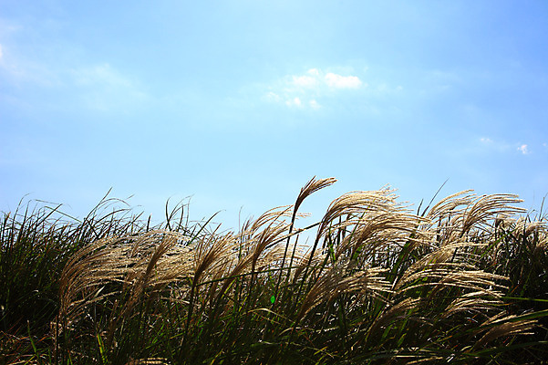 포토 JPG 주간 식물 구름 자연 하늘 한국 갈대 풍경 사람없음 야외 제주도 풀 갈대밭 갈대숲 국내포토 자연요소 아시아 숲 생태계 파일형식 갈대_식물