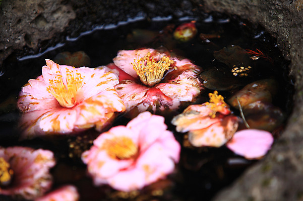 포토 JPG 주간 식물 꽃 화초 분홍색 컬러 여러송이 근접촬영 사람없음 야외 아웃포커스 물 수면 국내포토 자연요소 뷰포인트 다수 촬영기법 파일형식