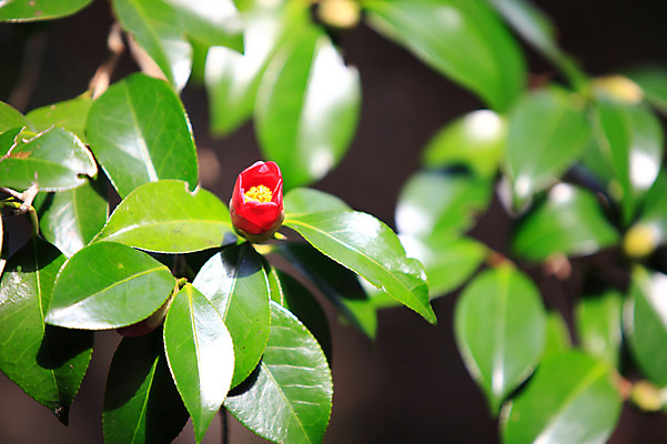포토 JPG 주간 식물 꽃 화초 컬러 백그라운드 잎 자연 나뭇잎 근접촬영 사람없음 야외 아웃포커스 빨간색 초록색 동백 국내포토 자연요소 뷰포인트 촬영기법 생태계 파일형식