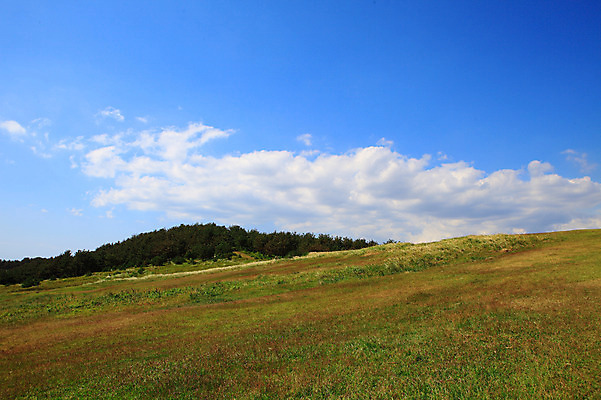포토 JPG 주간 나무 식물 구름 자연 하늘 한국 풍경 초원 사람없음 야외 제주도 맑음 숲 언덕 국내포토 자연요소 아시아 날씨 생태계 파일형식