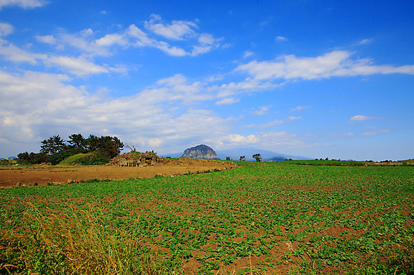 포토 JPG 주간 나무 식물 구름 밭 농업 자연 하늘 산 한국 논 풍경 사람없음 야외 제주도 농경지 경작 농사 맑음 흙 국내포토 자연요소 산업 아시아 날씨 농장 생태계 파일형식