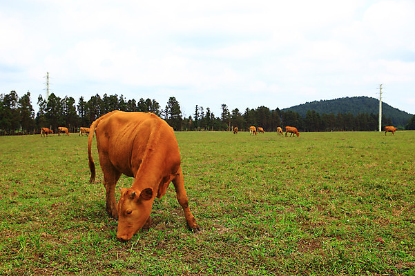 포토 JPG 주간 나무 식물 동물 척추동물 육지동물 여러마리 포유류 초식동물 산 풍경 초원 사람없음 야외 제주도 가축 목초지 목장 소 축산업 먹이 방목 먹기 황소 국내포토 자연요소 산업 다수 모션 한국 파일형식 초원_자연