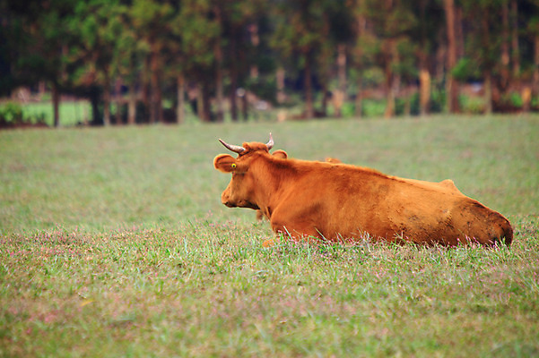 포토 JPG 주간 나무 식물 동물 척추동물 한마리 육지동물 포유류 초식동물 앉기 초원 사람없음 야외 아웃포커스 제주도 가축 목초지 목장 풀 소 축산업 방목 황소 국내포토 자연요소 1 산업 모션 한국 촬영기법 파일형식 초원_자연