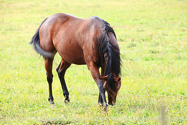 포토 JPG 주간 동물 척추동물 한마리 육지동물 포유류 초식동물 초원 사람없음 야외 제주도 가축 목초지 목장 말_동물 축산업 먹이 방목 먹기 국내포토 자연요소 1 산업 모션 한국 파일형식 초원_자연