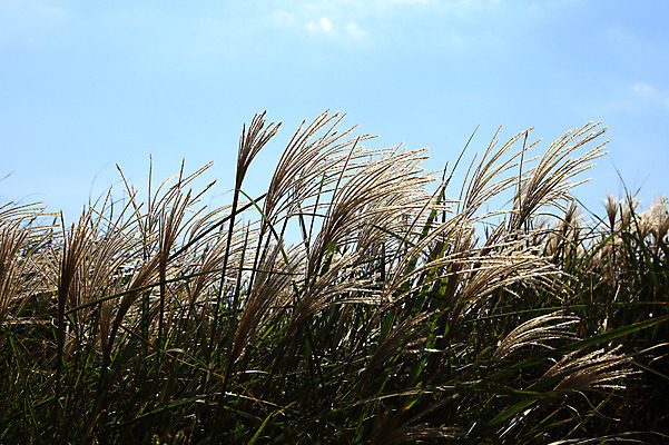 포토 JPG 주간 식물 구름 자연 하늘 한국 갈대 풍경 사람없음 야외 제주도 풀 갈대밭 갈대숲 국내포토 자연요소 아시아 숲 생태계 파일형식 갈대_식물