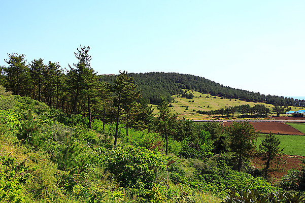 포토 JPG 주간 나무 식물 밭 자연 하늘 산 한국 논 풍경 사람없음 야외 제주도 농경지 숲속 숲 국내포토 자연요소 아시아 농업 농장 생태계 파일형식