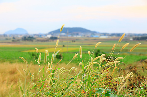 포토 JPG 주간 식물 밭 자연 산 한국 논 풍경 초원 사람없음 야외 아웃포커스 제주도 농경지 마을 풀 강아지풀 국내포토 자연요소 아시아 농업 촬영기법 농장 생태계 한해살이풀 파일형식