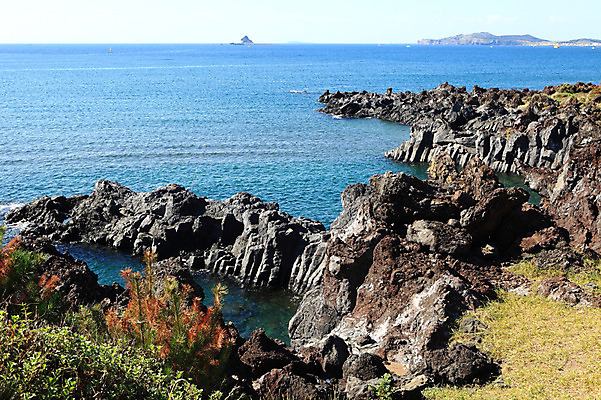 포토 JPG 주간 나무 식물 바다 섬 자연 한국 풍경 해변 사람없음 야외 제주도 절벽 돌_바위 바위 국내포토 자연요소 아시아 생태계 파일형식