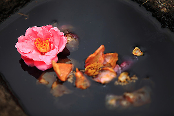 포토 JPG 주간 식물 꽃 화초 분홍색 컬러 근접촬영 사람없음 야외 아웃포커스 물 수면 국내포토 자연요소 뷰포인트 촬영기법 파일형식