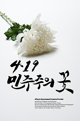 PSD 식물 편집이미지 문자 손글씨 꽃 캘리배경 백그라운드 캘리편집 캘리그라피 국화 타이포그라피 글자캘리그라피 한글 사람없음 단어 역사 한국사 민주주의 혁명 4.19혁명 이미지편집 컨셉 파일형식