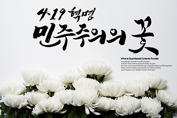 PSD 식물 편집이미지 문자 손글씨 꽃 캘리배경 백그라운드 캘리편집 캘리그라피 국화 타이포그라피 글자캘리그라피 한글 사람없음 단어 역사 한국사 민주주의 혁명 4.19혁명 추모 이미지편집 컨셉 파일형식