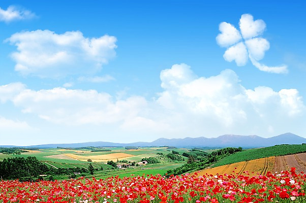 주간 자연요소 모양 PSD 식물 구름 편집이미지 꽃 백그라운드 꽃밭 자연 하늘 풍경 사람없음 야외 행운 네잎클로버 동산 이미지편집 컨셉 클로버 생태계 파일형식