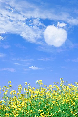 주간 자연요소 모양 PSD 식물 구름 편집이미지 열매 꽃 백그라운드 십자가 꽃밭 과일 자연 하늘 풍경 사람없음 야외 사과 유채 이미지편집 생태계 파일형식