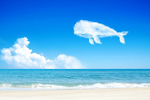 주간 자연요소 모양 PSD 동물 구름 편집이미지 바다 백그라운드 자연 하늘 풍경 해변 사람없음 야외 바다동물 고래 이미지편집 포유류 수중동물 생태계 파일형식