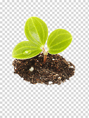 식물 편집 편집이미지 계절 컬러 잎 자연 생명 사람없음 라이프 초록색 새싹 흙 봄 물방울 PNG 편집소스 생활 생태계 파일형식