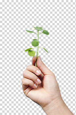 식물 편집 편집이미지 손 화초 캠페인 신체 자연 생명 한명 들기 라이프 신체부위 자연보호 환경 그린캠페인 사회이슈 PNG 장미허브 편집소스 1 컨셉 모션 사람 생활 보호 허브 생태계 파일형식