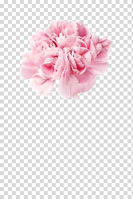식물 편집 편집이미지 기념일 꽃잎 꽃 분홍색 컬러 한송이 이벤트 사람없음 촬영 어버이날 5월 스승의날 카네이션 감사 5월행사 PNG 편집소스 1 감정 날짜 송이 파일형식