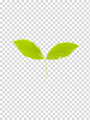 식물 편집 편집이미지 계절 컬러 잎 자연 생명 나뭇잎 사람없음 라이프 초록색 새싹 봄 PNG 편집소스 생활 생태계 파일형식