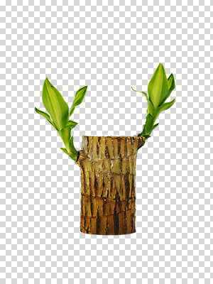 식물 편집 편집이미지 계절 사람없음 새싹 봄 오브젝트 PNG 싱그러움 행운목 편집소스 파일형식