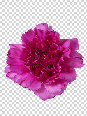 식물 편집 편집이미지 기념일 꽃잎 꽃 컬러 한송이 이벤트 사람없음 촬영 자주색 어버이날 5월 스승의날 카네이션 감사 5월행사 PNG 편집소스 1 감정 날짜 송이 파일형식